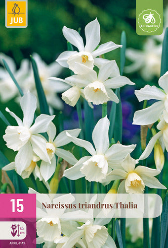 Triandru narcise Thalia 10/12