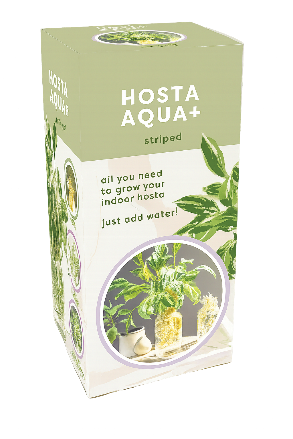 Strīpainā hosta vāzē (dāvanu kaste)