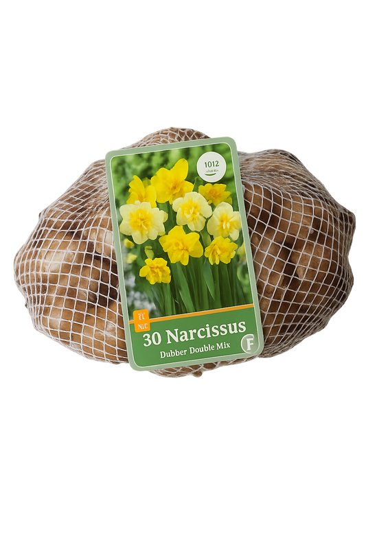 Narcise pildītiem z. Double Mix (tīkliņā) 10/12