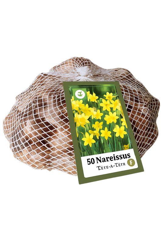 Narcise botāniskā Narcissus Tete-A-Tete 10/11 (50 gab. tīkliņā)