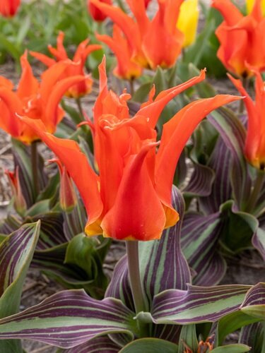 Tulpe, Fostera Rīgas Barikādes (1 gab.)