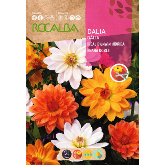 Dālijas Ideal D`unwin 2g