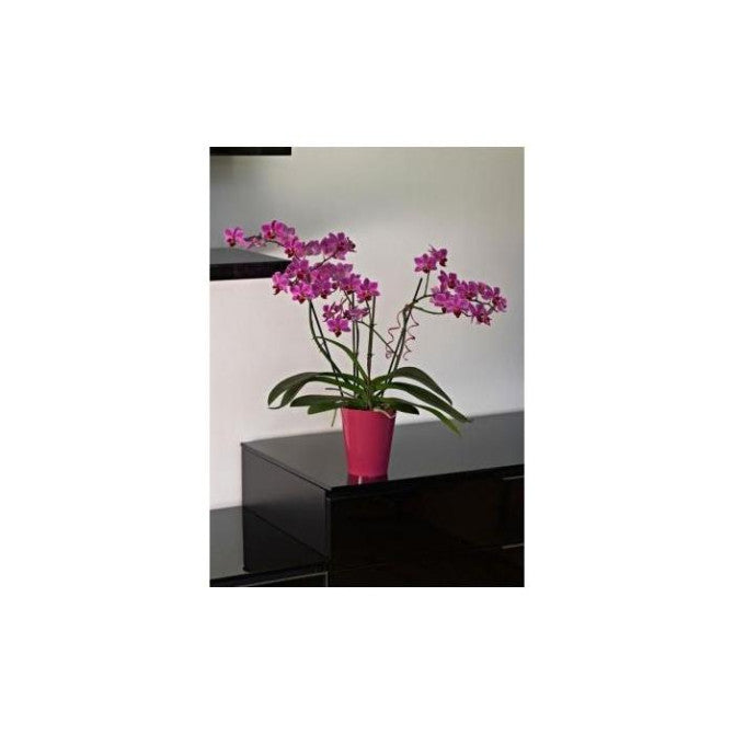 Puķu pods CLIVO ORCHIDEA rozā 12.5cm