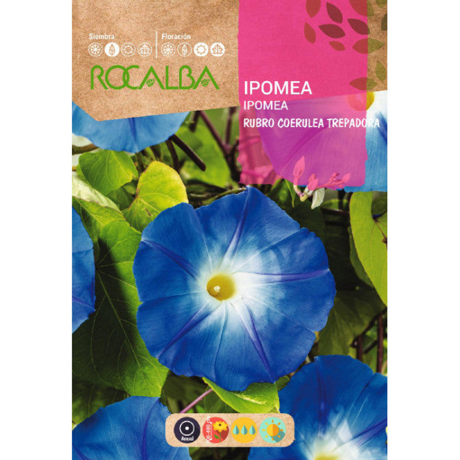 Ipomejas zilas 6g