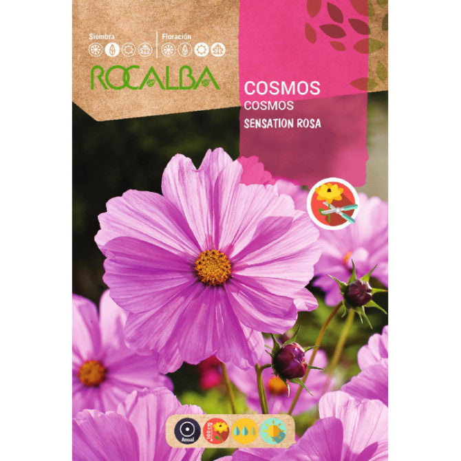 Kosmejas rozā Sensation 6g