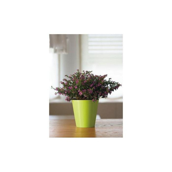 Puķu pods CLIVO 14cm salātzaļš