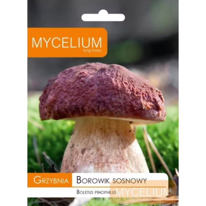 Priežu Baravikas micēlijs 10g