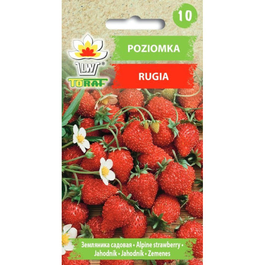 Zemenes Rugia 0.3g DE78887ST