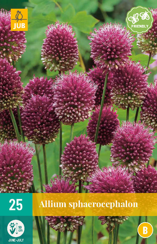 Apaļgalvas sīpols Allium sphaerocephalon 5/6 (25 gab. paciņā)