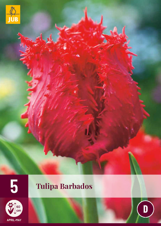 Tulpe bārkstainā Tulipa Barbados 12/+ (5 gab. paciņā)