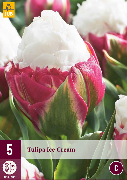 Tulpe vēlā pildīts zieds Tulipa Ice Cream 11/12 (5 gab. paciņā)