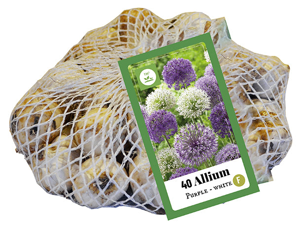 Dekoratīvais sīpols Allium Purple - White 10/12 (40 gab. tīkliņā)