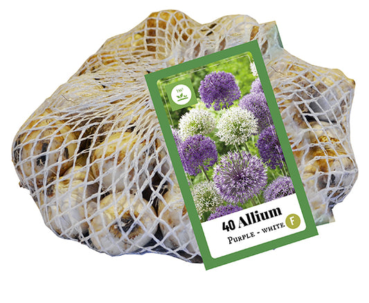 Dekoratīvais sīpols Allium Purple - White 10/12 (40 gab. tīkliņā)