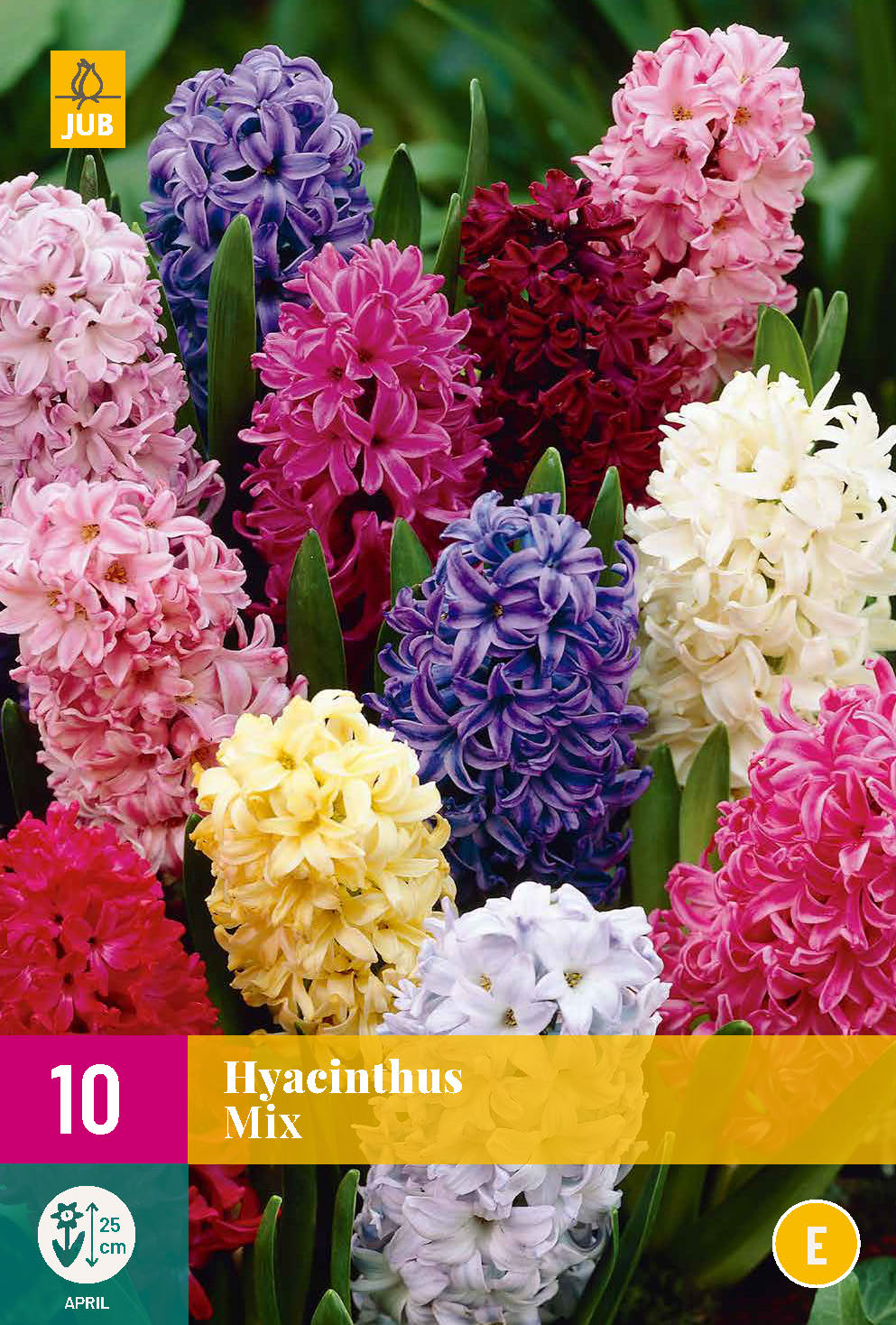 Austrumu hiacinte Hyacinthus orientalis Mix 14/15 (10 gab. paciņā)