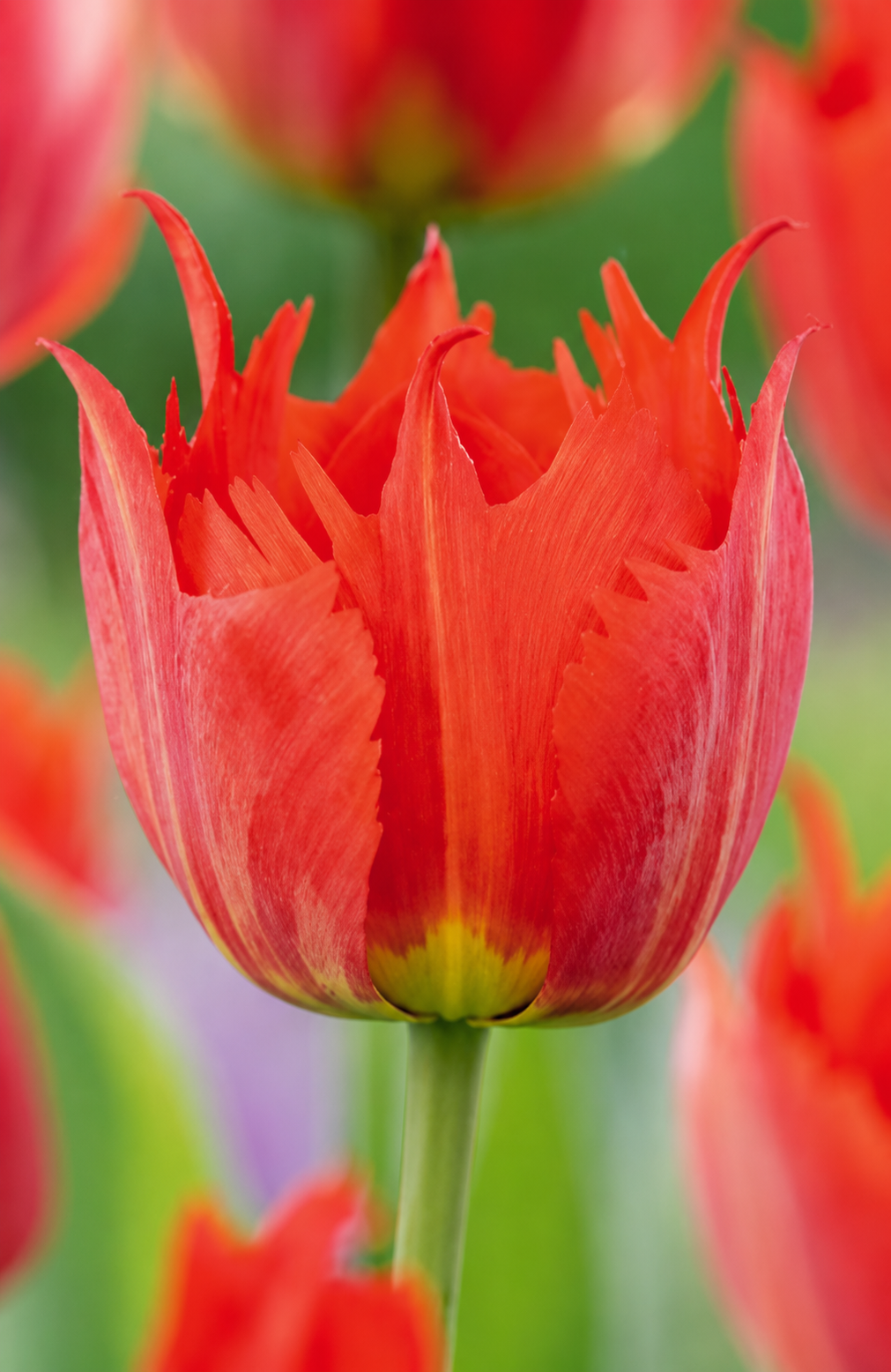 Tulpes