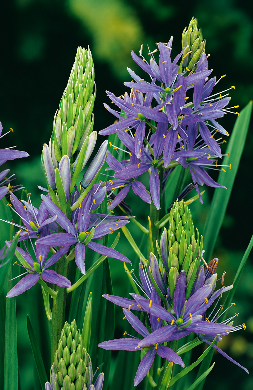 Citas sīpolpuķes