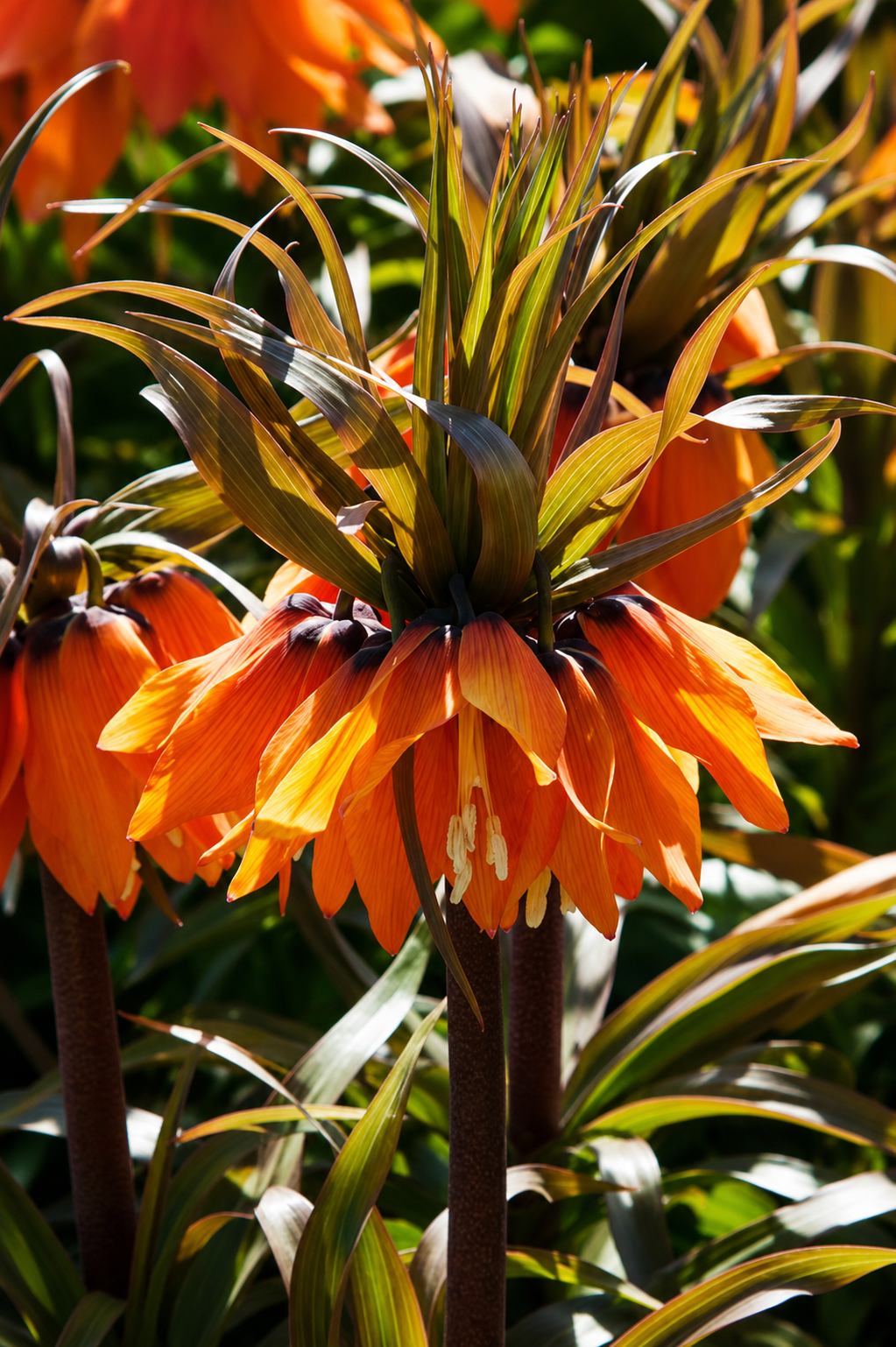Fritilārija
