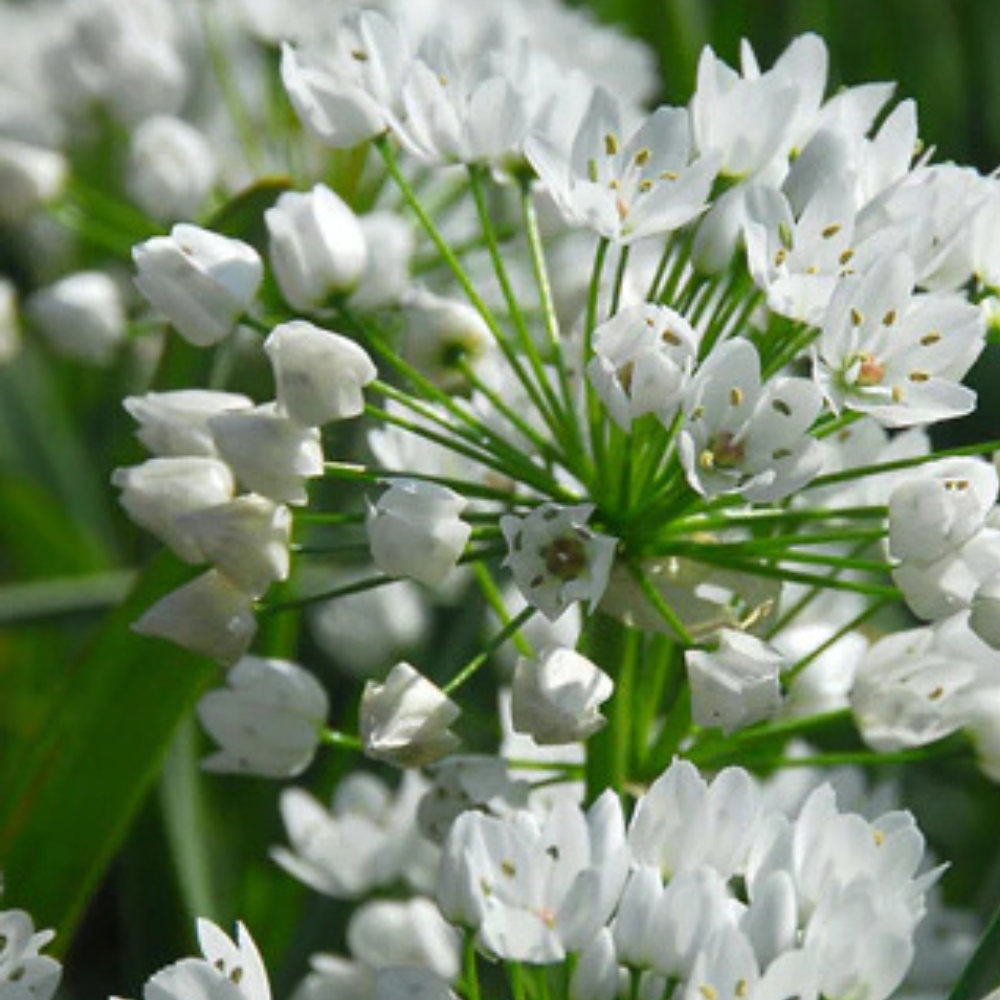 Dekoratīvie sīpoli