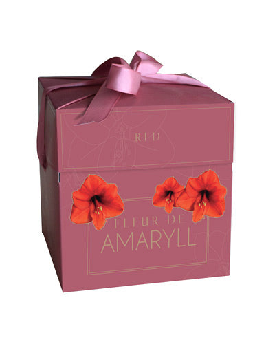 Hipeastrs Fleur D'Amaryll Red (dāvanu kastītē) 28/30