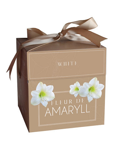 Hipeastrs Fleur D'Amaryll White (dāvanu kastītē) 28/30