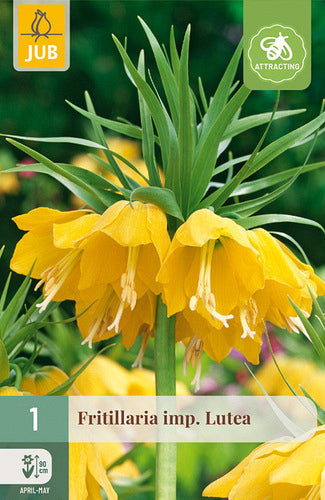 Karaliskā fritilārija Lutea 20/24