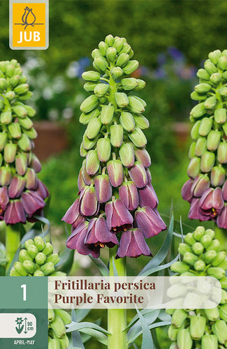Persijas fritilārija Purple Favorite 18/20