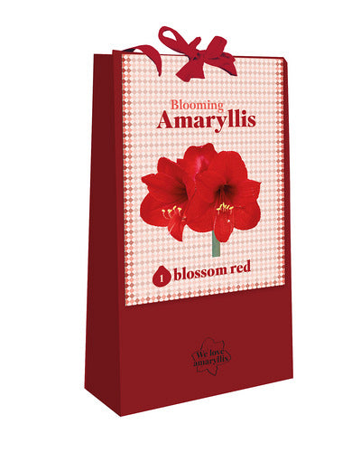 Hipeastrs We Love Amaryllis -Red
