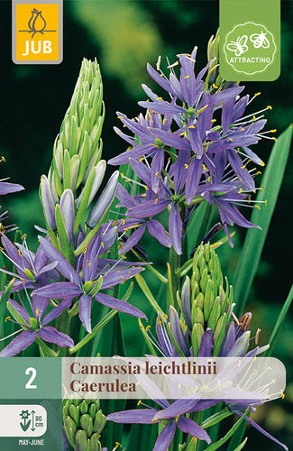 Leihtlina kamasija Caerulea 14/+