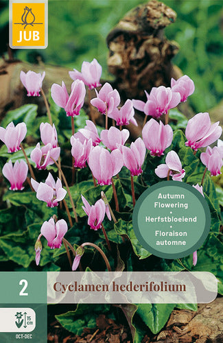 Efejlapu ciklamena Cyclamen Hederifolium 13/15