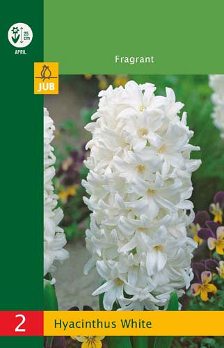 Austrumu hiacinte White 14/15
