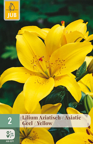 Āzijas lilija Yellow 16/18