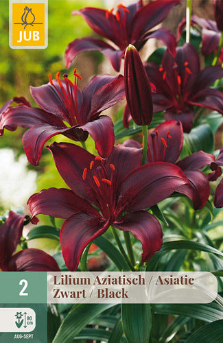 Āzijas lilija Black 16/18