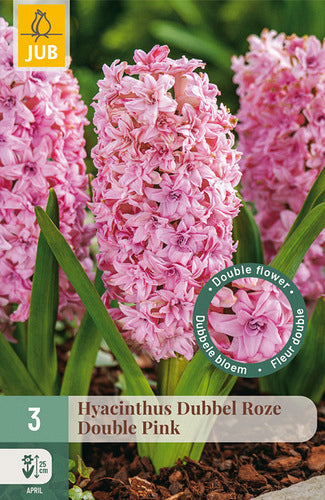 Austrumu hiacinte Double Pink 15/16