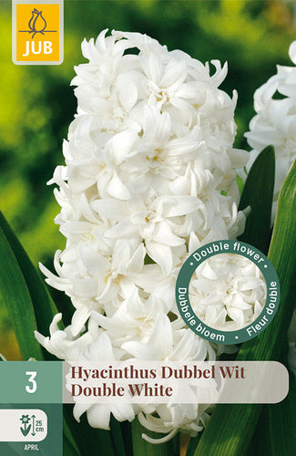 Austrumu hiacinte Double White 15/16