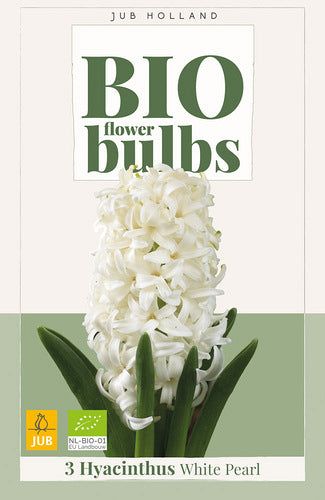 Austrumu hiacinte White Pearl (BIO) 14/+