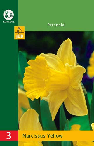 Trompetnarcise Trumpet Yellow 10/12