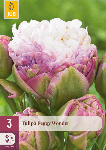 Tulpe, vēla, pild. z. Peggy Wonder 11/12