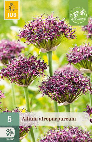 Tumšpurpura sīpols Allium atropurpureum 10/+ (5 gab. paciņā)