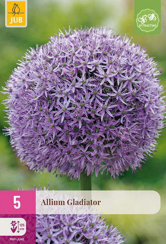 Dekoratīvais sīpols Allium Gladiator 16/18