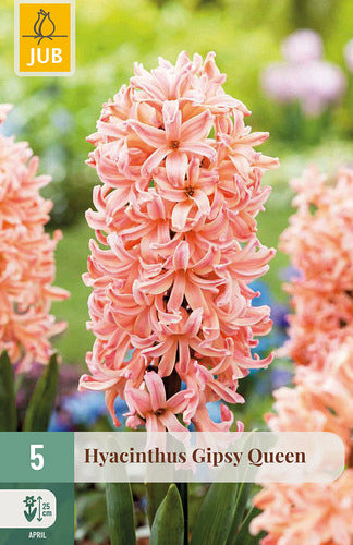 Austrumu hiacinte Hyacinthus orientalis Gipsy Queen 15/16 (5 gab. paciņā)