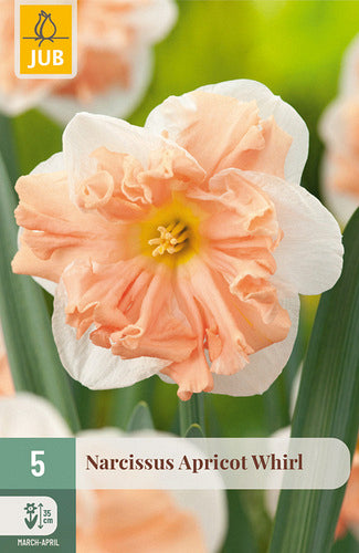 Šķeltvainadziņa narcise Apricot Whirl 12/14