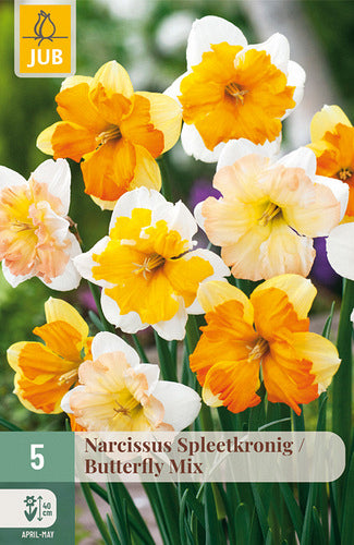 Narcise šķeltziedu Butterfly Mix 12/14