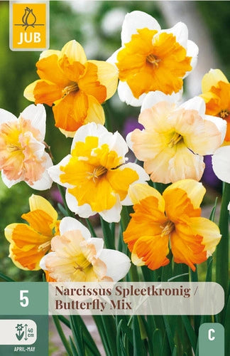 Narcise šķeltziedu Butterfly Mix 12/14