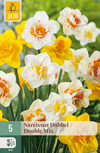Narcise pildītiem ziediem Double Mix 12/14