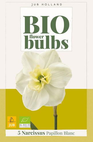 Šķeltvainadziņa narcise Papillon Blanc (BIO) 10/12