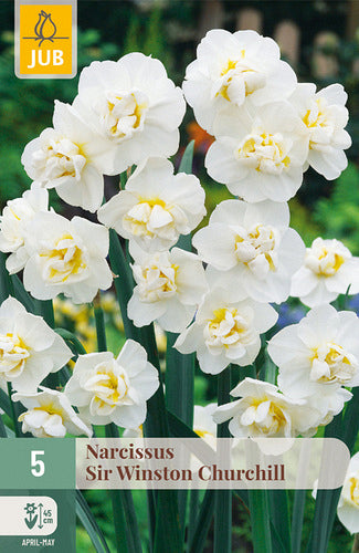 Daudzziedu narcise Sir Winston Churchill 12/14