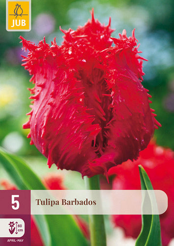 Tulpe bārkstainā Tulipa Barbados 12/+ (5 gab. paciņā)