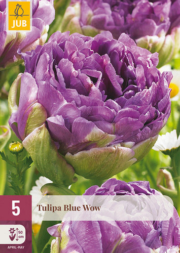 Tulpe vēlā pildīts zieds Tulipa Blue Wow 12/+ (5 gab. paciņā)