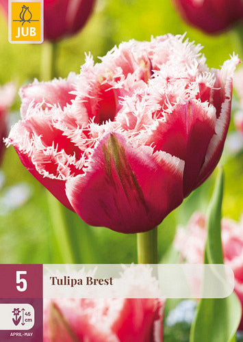 Tulpe bārkstainā Tulipa Brest 12/+ (5 gab. paciņā)