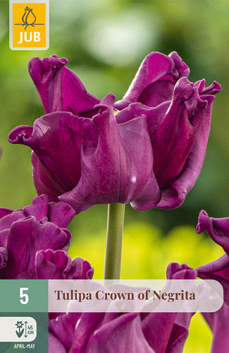 Tulpe, triumfa Crown of Negrita 11/12